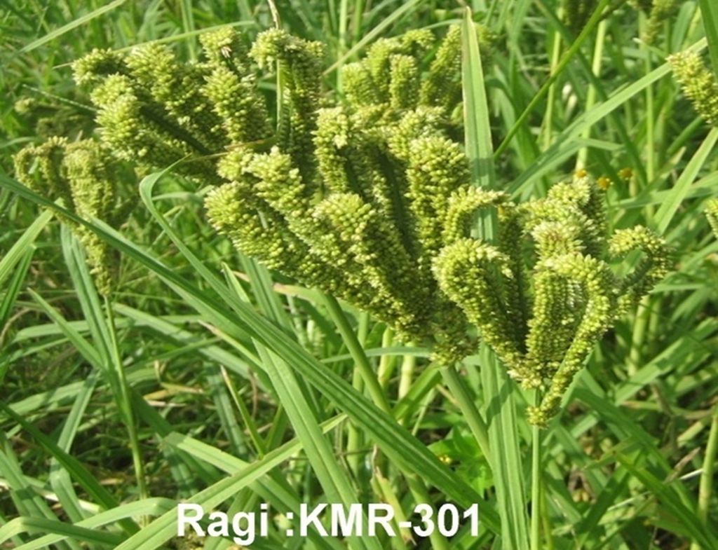 Seed photo