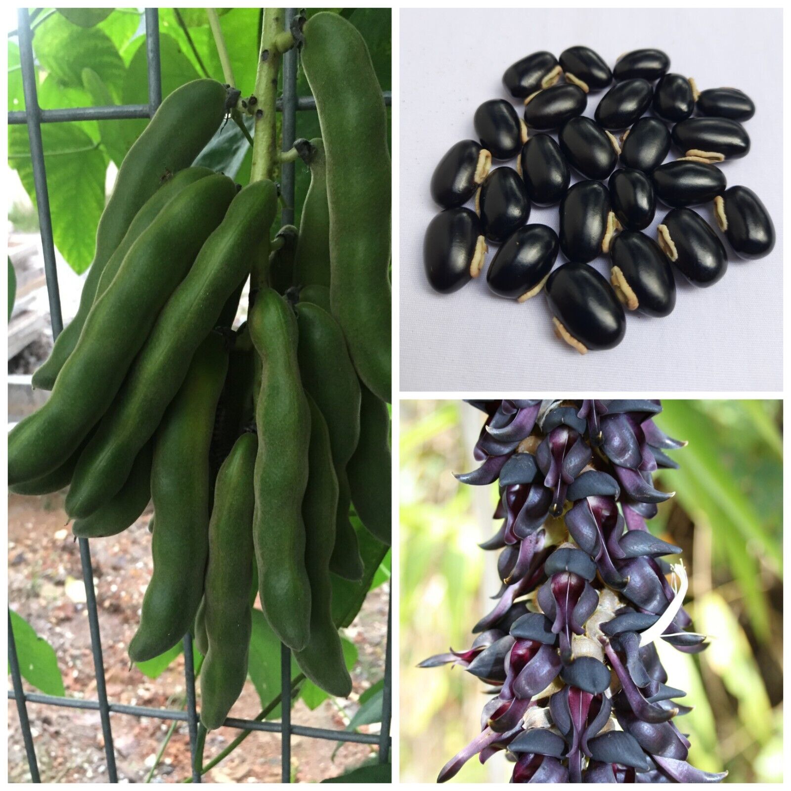 Seed photo