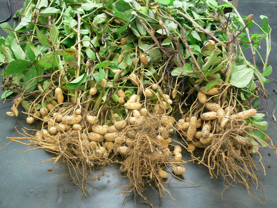 Seed photo